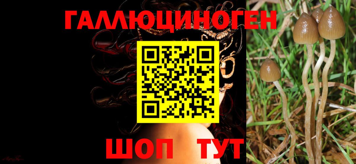 Петрозаводск  Галлюциногенные грибы Psilocybe  Вход с VPN  Галлюциногенные грибы прущие грибы 